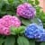 DA LAT - 3N2D_html_5d324dde