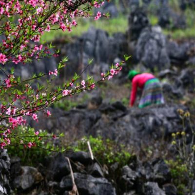 51 điểm chợ hoa xuân phục vụ tết Nguyên đán tại Hà Nội